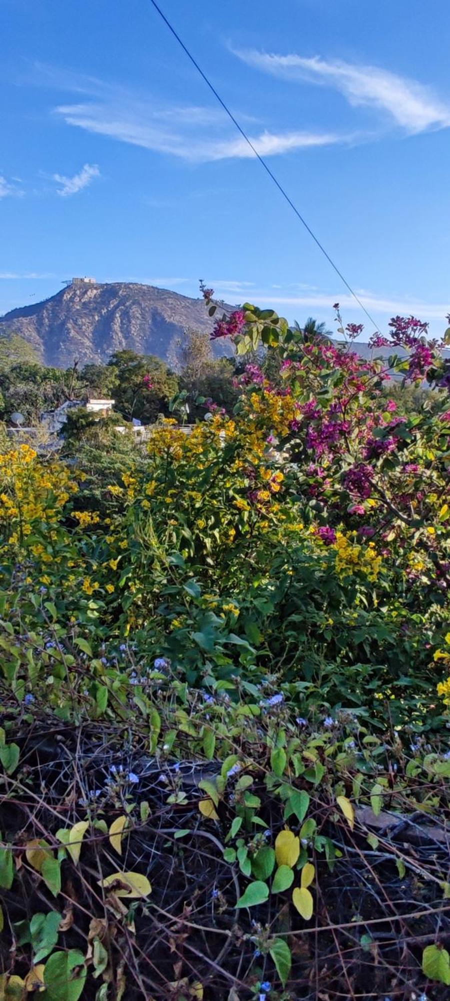 The Secret Garden Pushkar Exterior foto