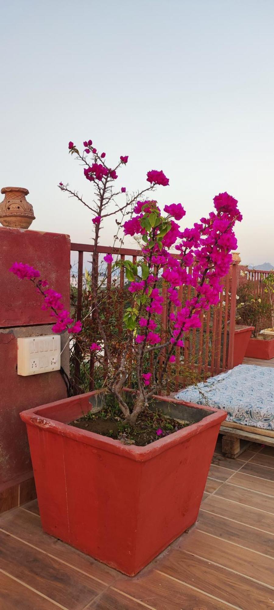The Secret Garden Pushkar Exterior foto